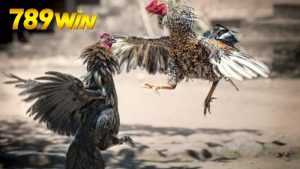 xem-da-ga-campuchia-789win